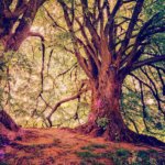 グリーンマンは木々のスピリットと生きる愛情ゆたかな精霊。アミニズム信仰が伝えてくれるものとは